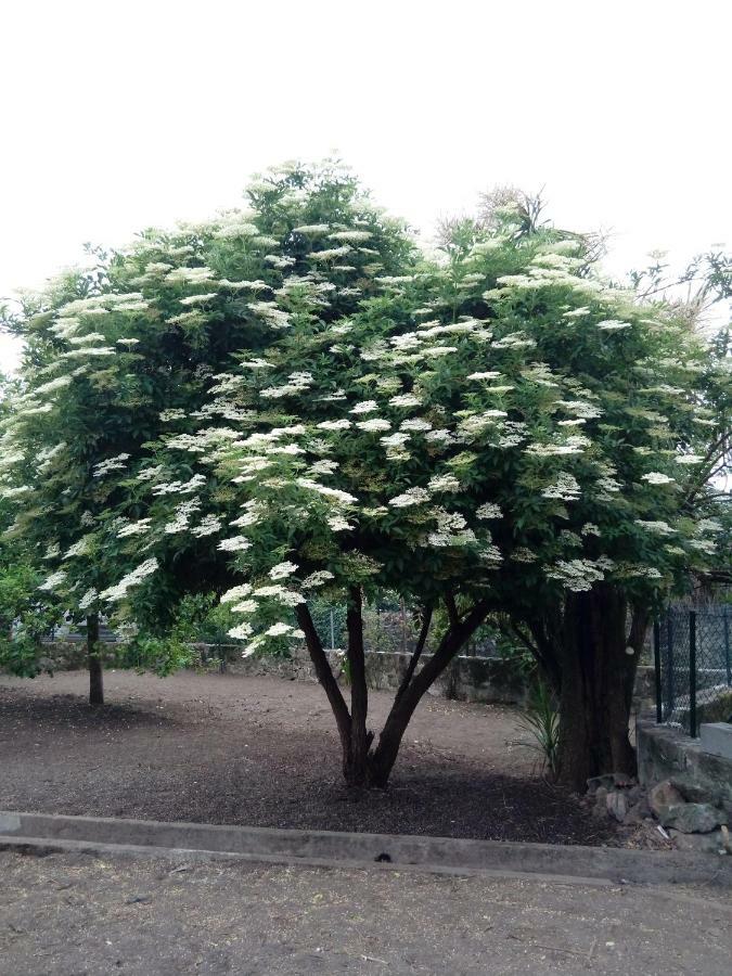 הוילה פורטו Garden House Ramalde מראה חיצוני תמונה